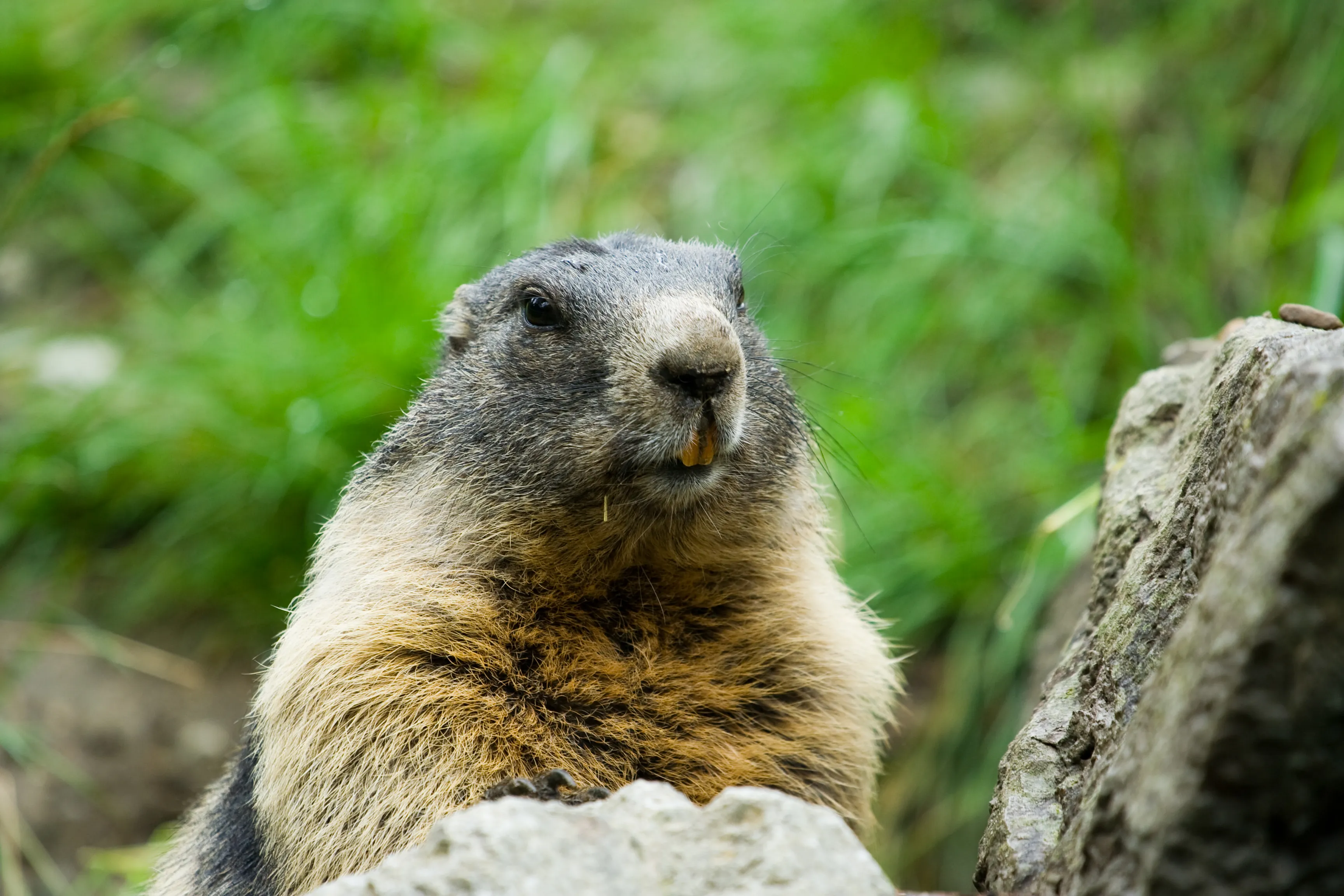Groundhog Removal